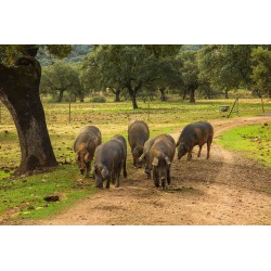 50% Iberico de Cebo JAMON bez kości Tartessos
