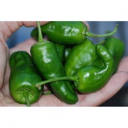 PAPRYKA PADRON