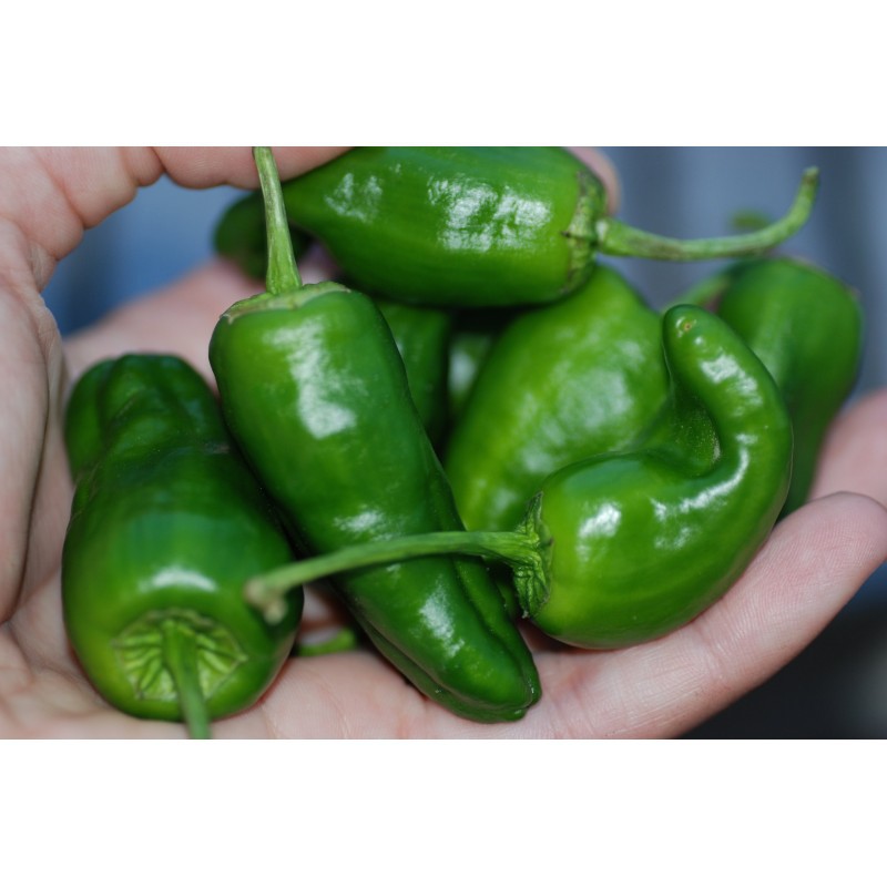 PAPRYKA PADRON