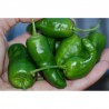 PAPRYKA PADRON